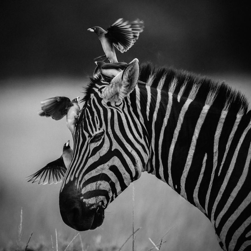 Laurent-Baheux-Complicity-zebra-and-birds-Kenya-2014-900-x-900-72-dpi__880