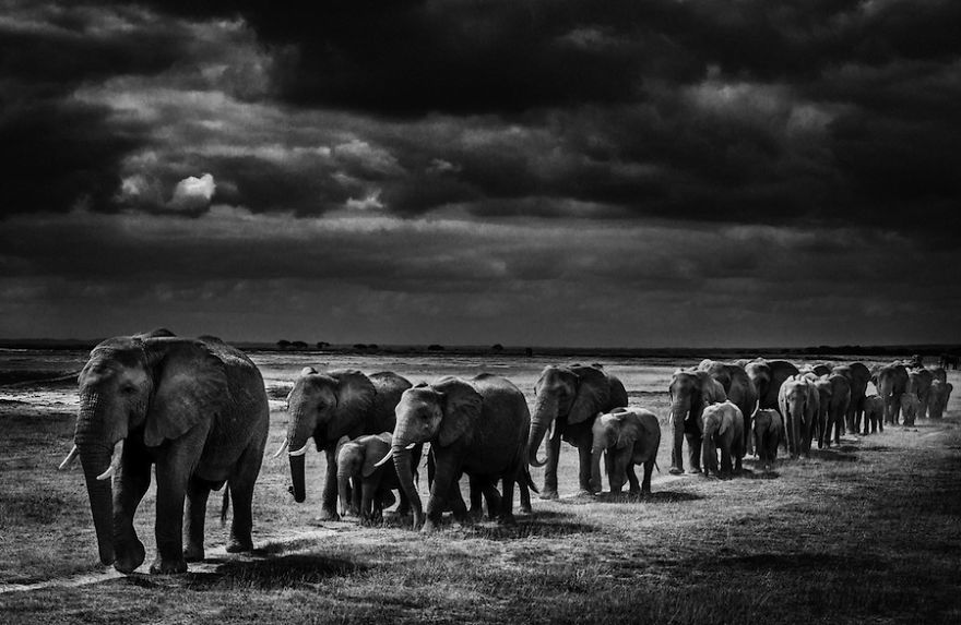 Laurent-Baheux-Exodus-of-elephants-Kenya-2013-900-x-600-72-dpi__880