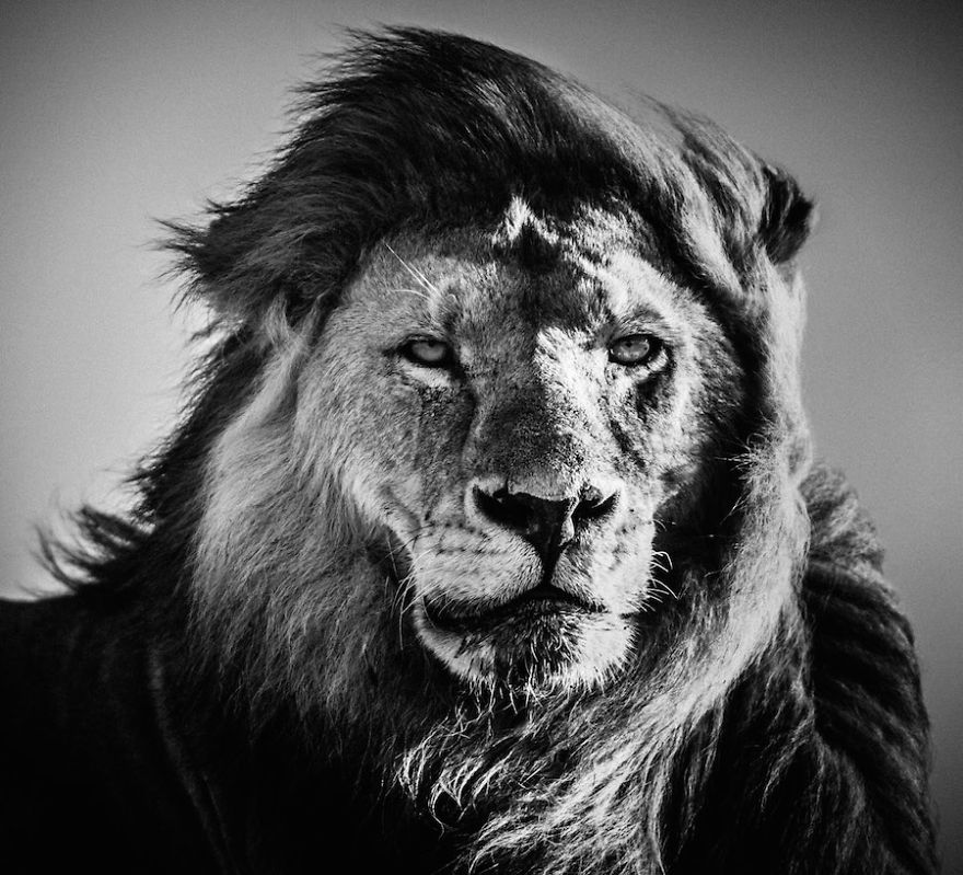 Laurent-Baheux-Lion-portrait-Kenya-2006-900-x-800-72-dpi__880