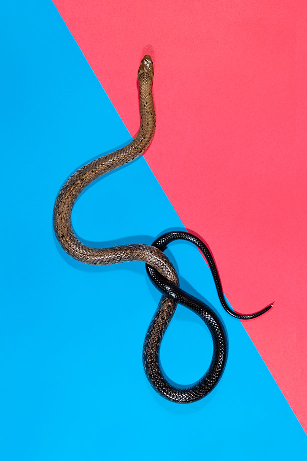 snake6