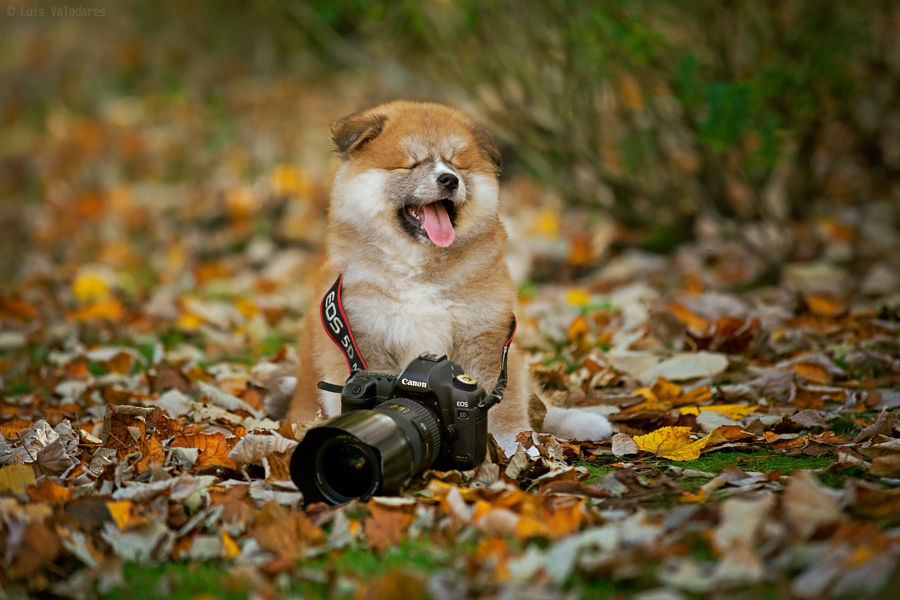 desafios fotográficos