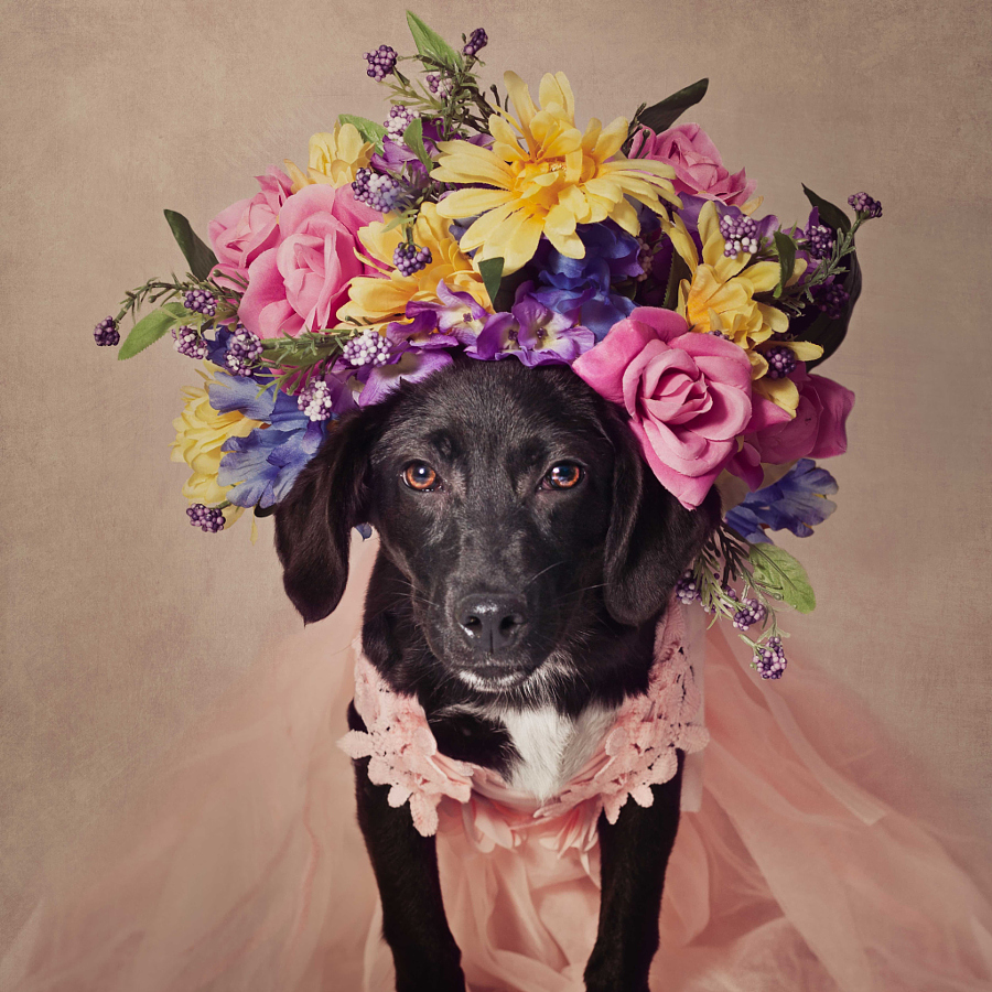 Whinnie | Foto: Tammy Swarek