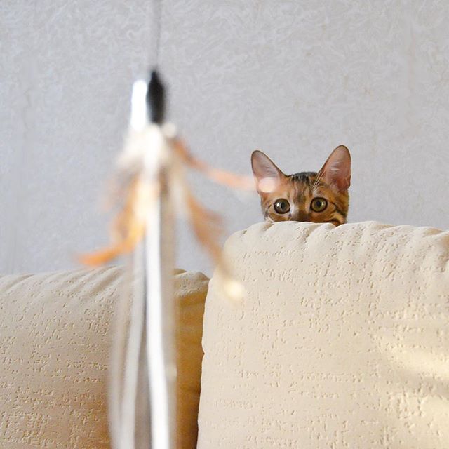 Be-invisible-cat-photography