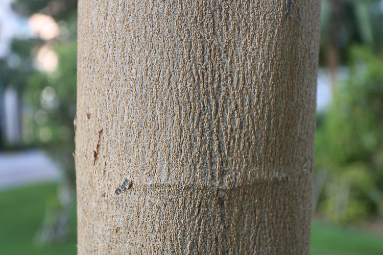 Aqui o fotógrafo chegou mais perto da árvore, com a mesma lente, em 40mm e abertura f/5.6. A aproximação do assunto, assim como na experiência do polegar, deixou o fundo mais desfocado.