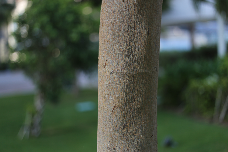 Aqui foi utilizada uma lente 50mm em f/1.8. A abertura grande deu um grande desfoque ao fundo