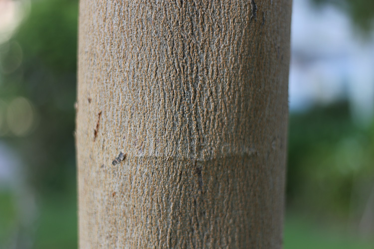 Também em 50mm f/1.8, se você chegar ainda mais perto conseguirá um efeito mais intenso.