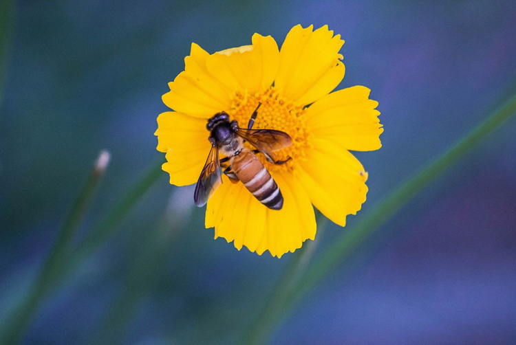 Uma fotografia macro: com o foco muito próximo ao objeto, o fundo é desfocado.