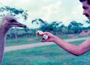 Na Fazenda Nápoles, Escobar mantinha diversos tipos de aves e animais.