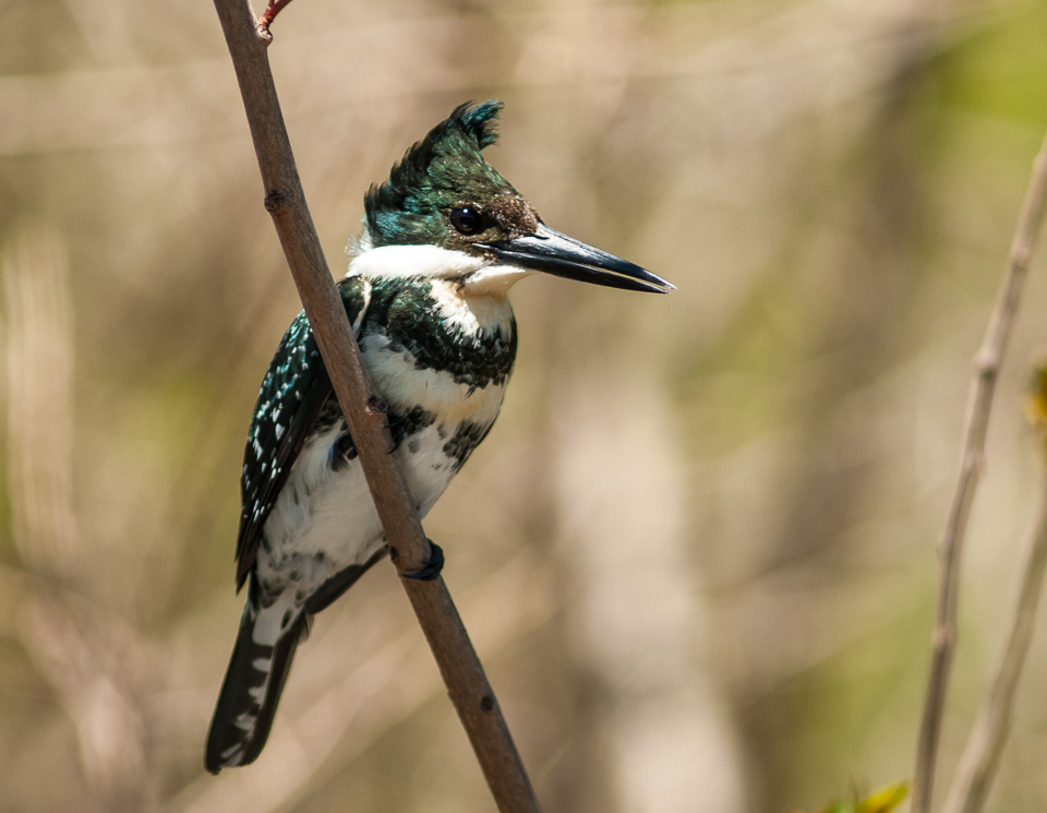 Martin-pescador, Rio Queguay, Estancia Saralegui, Montes del Queguay, Guichon, Paysandu, Uruguay | Foto: Zé Paiva