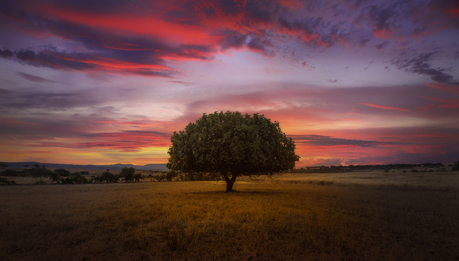 Foto: Pedro Quintela