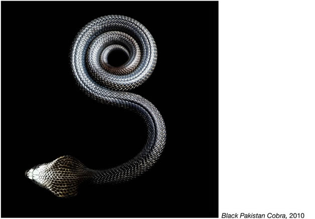 Foto do livro "Serpentine" | Foto: Mark Laita