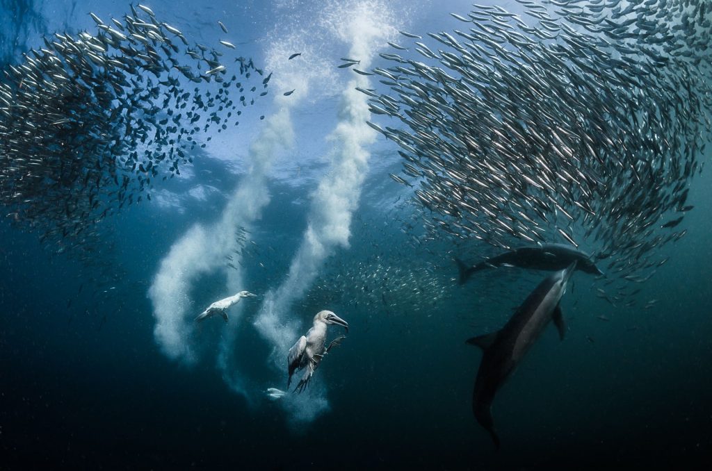 Fotógrafo do Ano de 2016, Greg Lecoeur