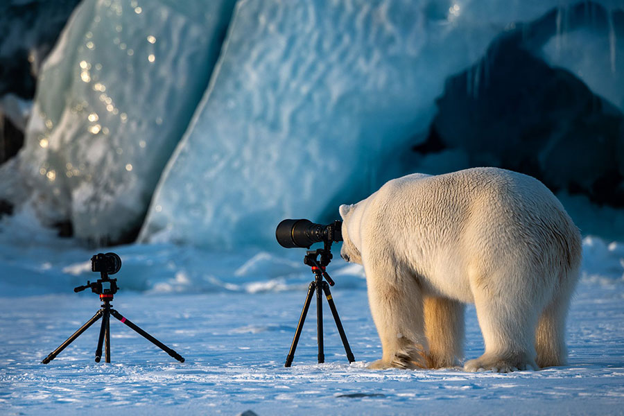 fotos animais engraçadas comedy wildlife