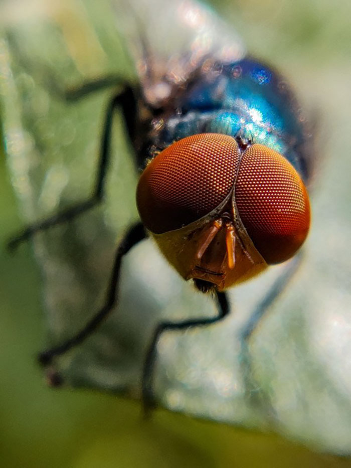 Fotógrafo de 20 anos tira fotos macro incríveis usando apenas seu smartphone.