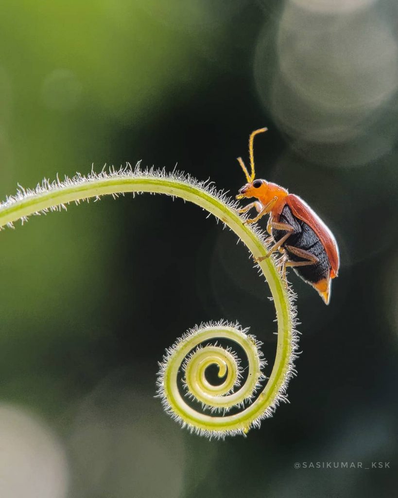 Fotógrafo de 20 anos tira fotos macro incríveis usando apenas seu smartphone.