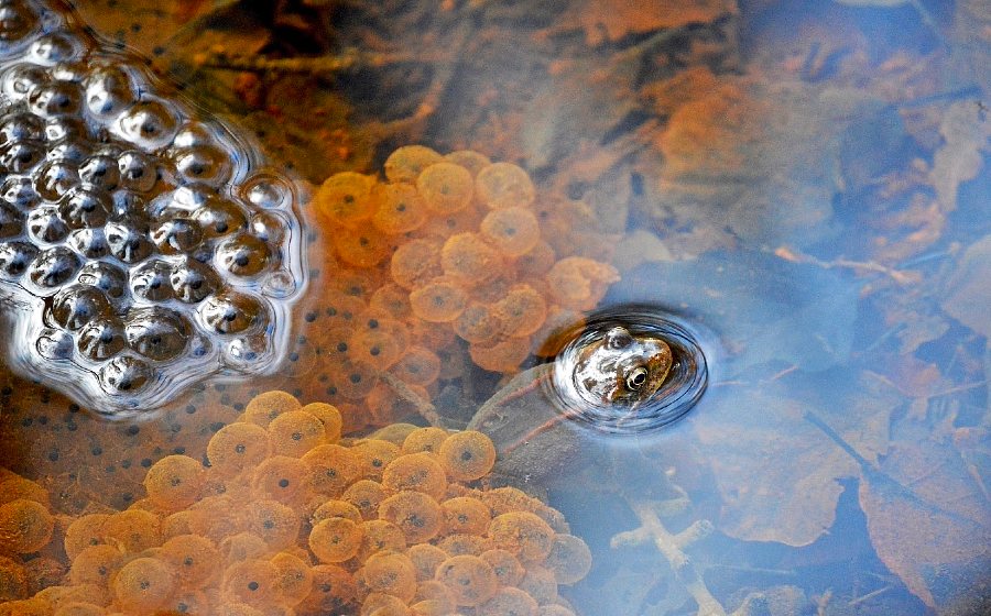 Concurso de fotografia de natureza para fotógrafos amadores