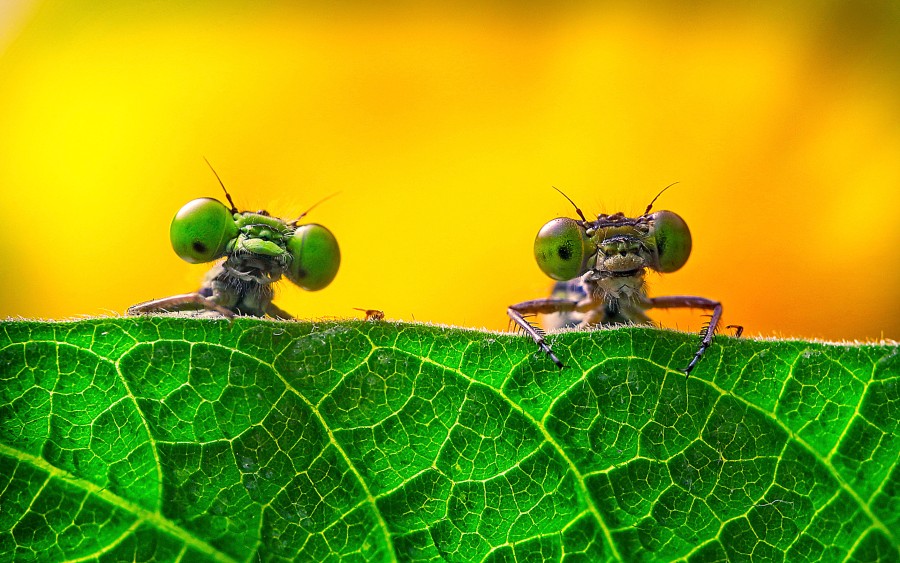 Concurso de fotografia de natureza para fotógrafos amadores