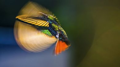 concursos fotográficos com inscrições gratuitas