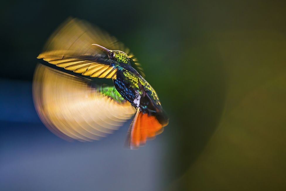 Concurso de fotografia de natureza para fotógrafos amadores