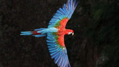 concurso de fotografia de natureza - arara vermelha