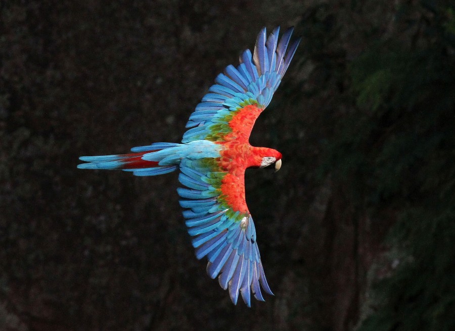 Inscrições gratuitas para concurso de fotografia de natureza com prêmios de US$ 10 mil