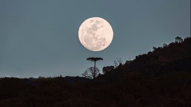 Fayson Merege - Foto da Lua e a Araucária