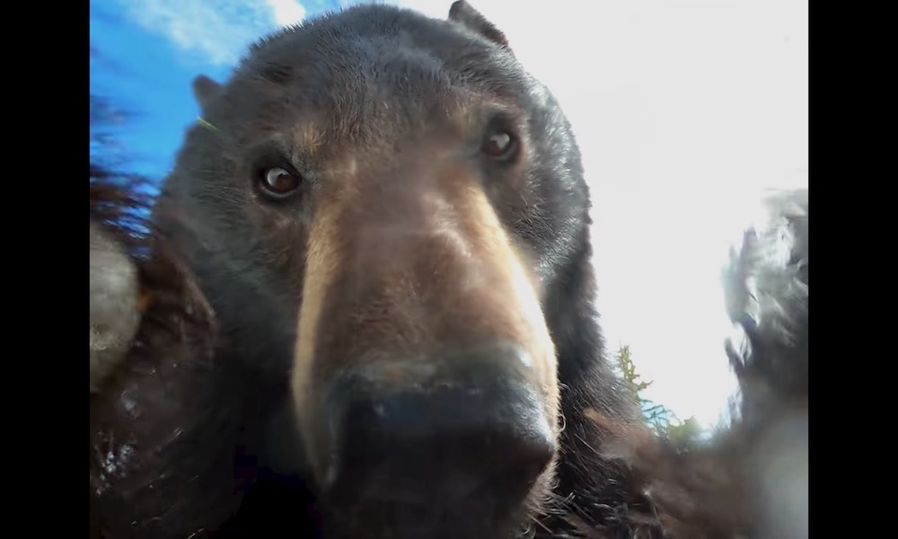 GoPro perdida é achada com imagens filmadas por um urso