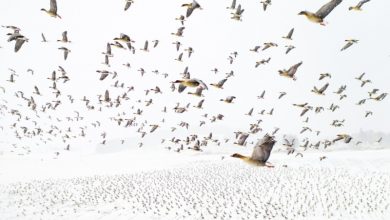 As melhores fotos de drones de 2021