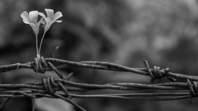 A imagem "Flores e Espinhos", do fotógrafo Orlando de Souza, da cidade de São Paulo/SP, foi eleita a Foto do Dia.