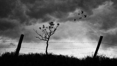 A imagem do fotógrafo Décio Campos, da cidade de São José dos Campos/SP, foi eleita a Foto do Dia.