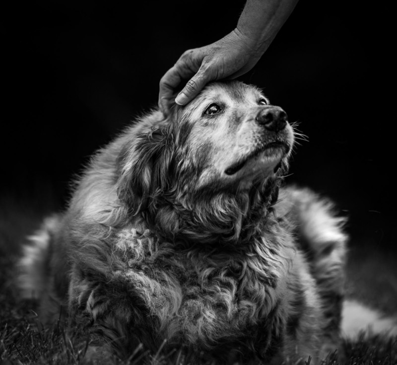 Fotógrafa oferece ensaios fotográficos gratuitos para pessoas se despedirem, pela última vez, dos seus cães