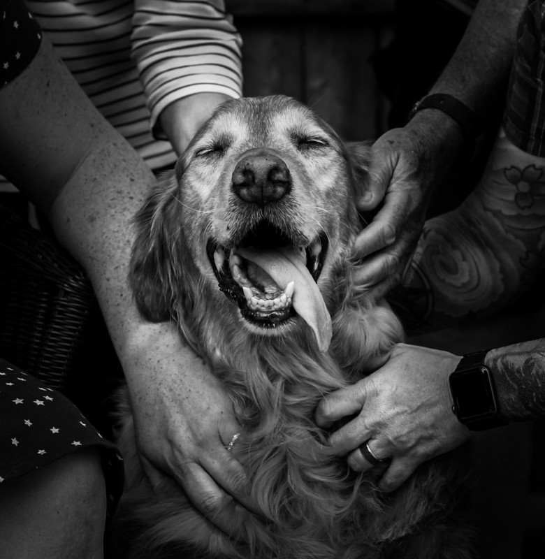 Fotógrafa oferece ensaios fotográficos gratuitos para pessoas se despedirem, pela última vez, dos seus cães