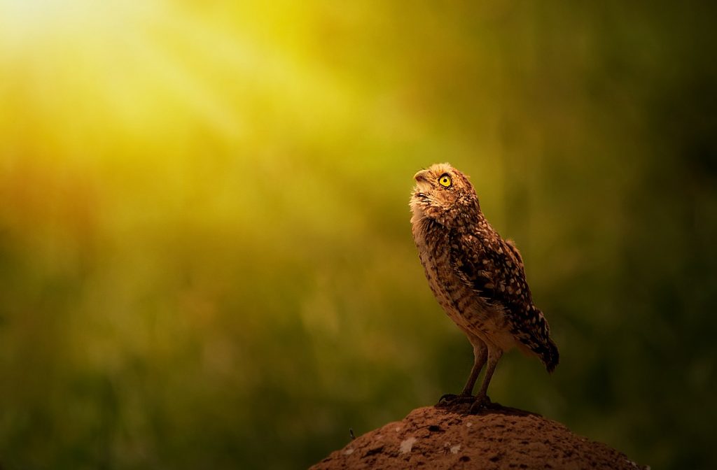 O fotógrafo Renato Muniz é o vencedor do Concurso Foto do Dia