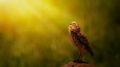 O fotógrafo Renato Muniz é o vencedor do Concurso Foto do Dia