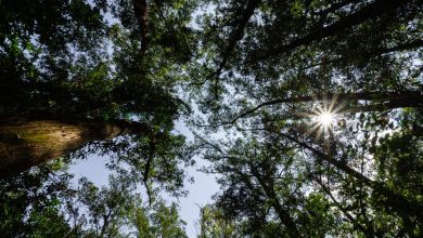 A imagem "Fotossíntese", do fotógrafo Danilo Vieira, de São Caetano do Sul/SP, foi eleita a Foto do Dia.