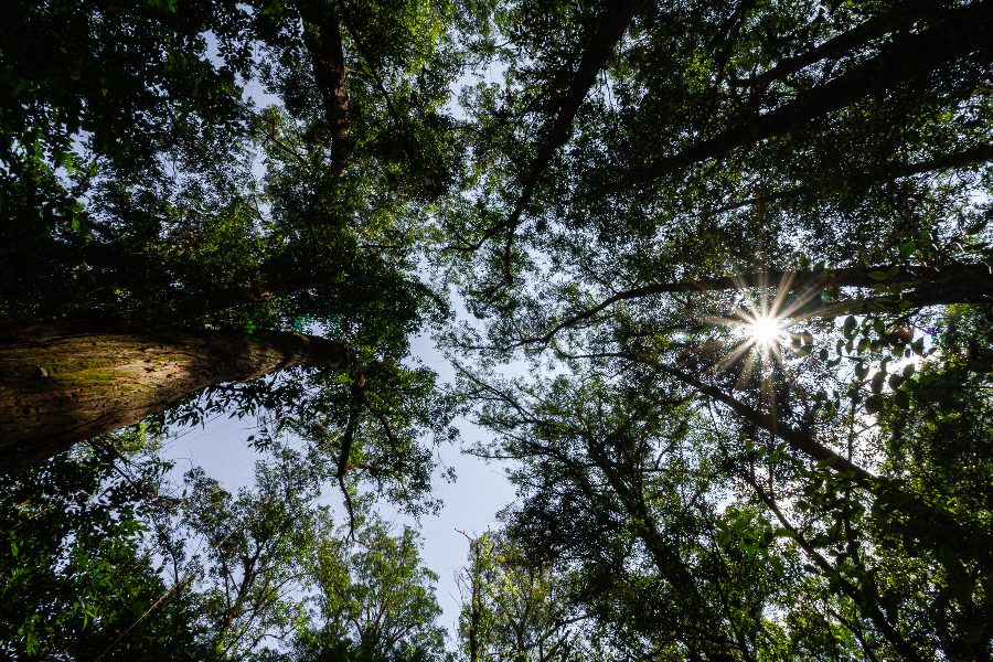 A imagem "Fotossíntese", do fotógrafo Danilo Vieira, de São Caetano do Sul/SP, foi eleita a Foto do Dia.