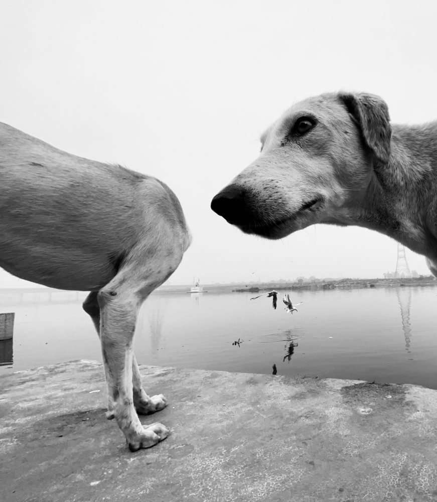 Inscrições abertas para o iPhone Photography Awards com prêmios em barras de ouro