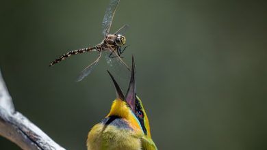 concurso de fotografia