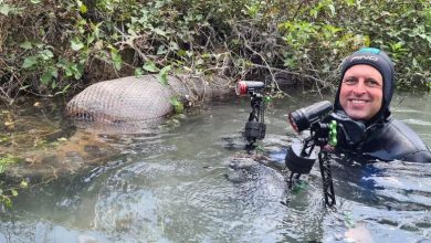 Fotógrafo Julian Gunther fica 'lado a lado' com sucuri gigante de 7 metros