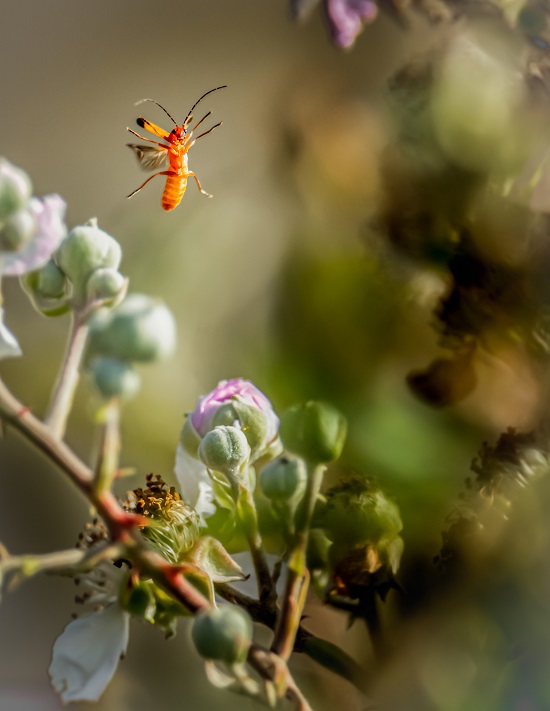 concurso de fotografia macro