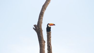 fotógrafo Evaldo Souza