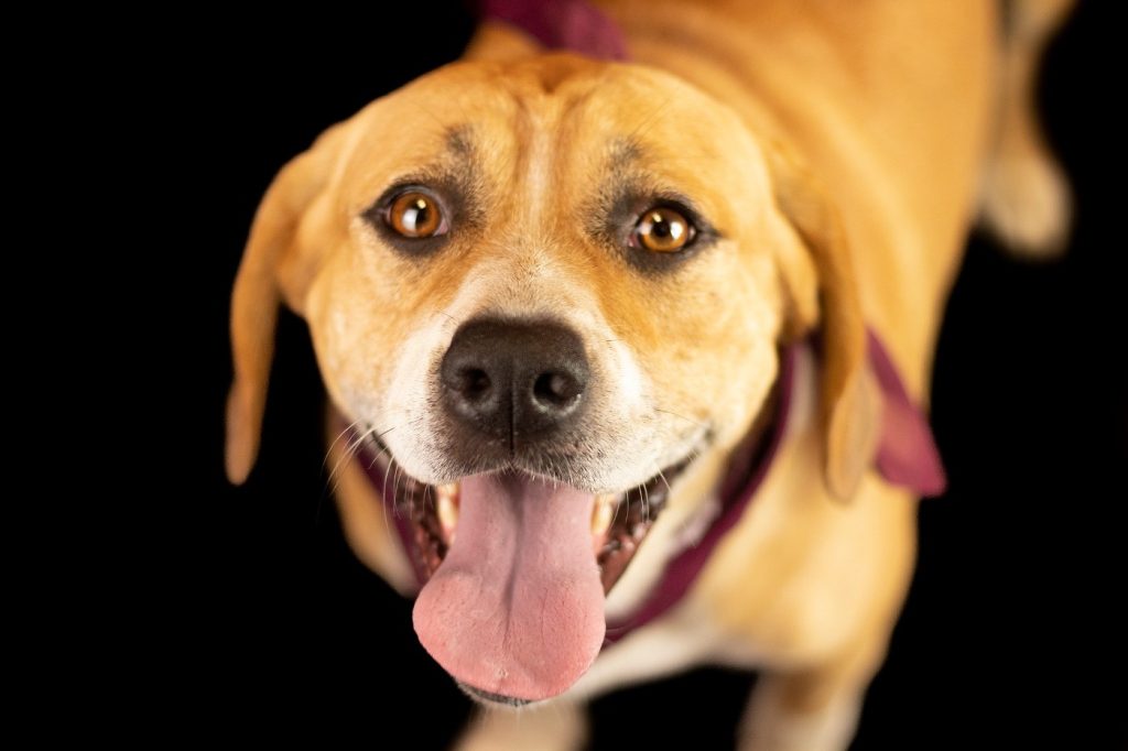 Fotógrafo faz fotos de cachorros e gatos abandonados em abrigo e adoções explodem 