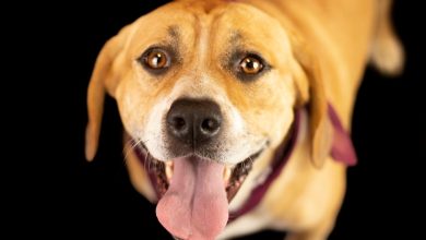 Fotógrafo faz fotos de cachorros e gatos abandonados em abrigo e adoções explodem