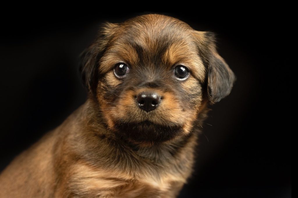 Fotógrafo faz fotos de cachorros e gatos abandonados em abrigo e adoções explodem 