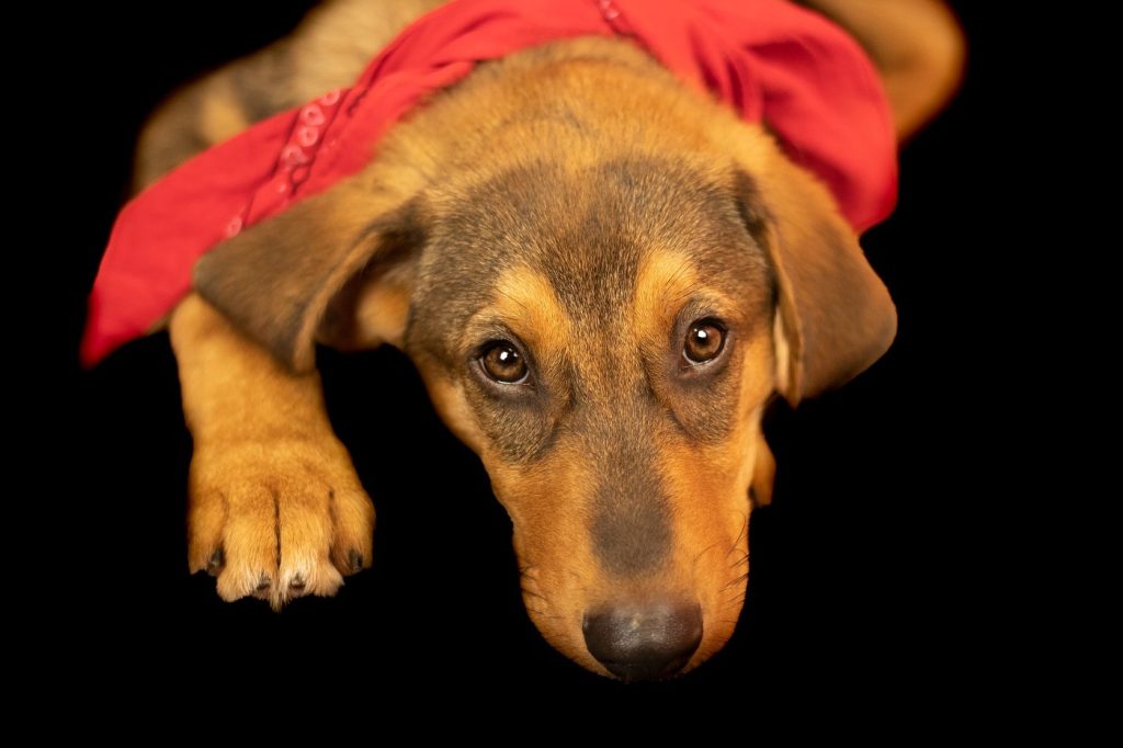 Fotógrafo faz fotos de cachorros e gatos abandonados em abrigo e adoções explodem 