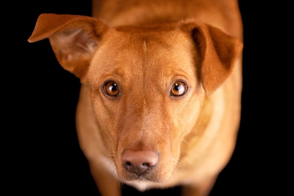 Fotógrafo faz fotos de cachorros e gatos abandonados em abrigo e adoções explodem 