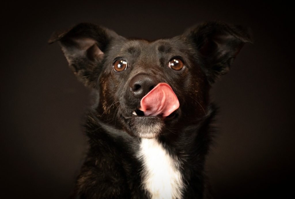 Fotógrafo faz fotos de cachorros e gatos abandonados em abrigo e adoções explodem 