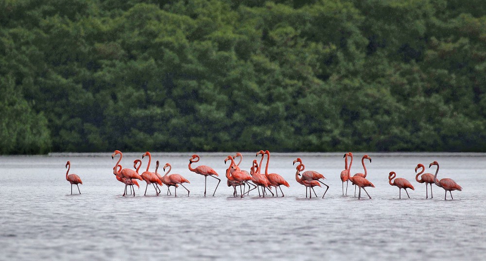 Inscrições gratuitas para concurso internacional de fotografia de natureza