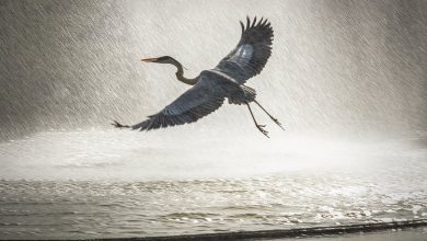 fotógrafo Fabiano Cantarino