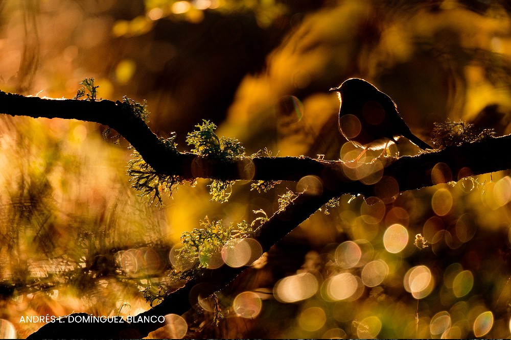 concurso internacional de fotografia de natureza